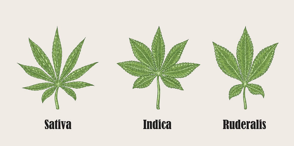 cannabis ruderalic