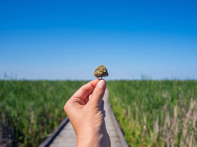 cannabis strain field cultivation