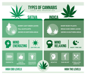 The Differences Between Indica, Sativa, And Hybrids; And Why it Matters ...