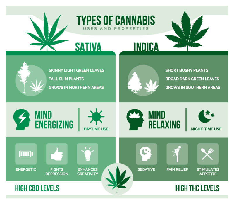 indica sativa differences