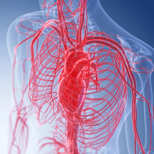 blood pressure vessels and capillars