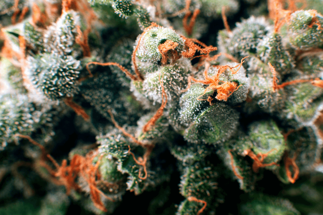 cannabis bud