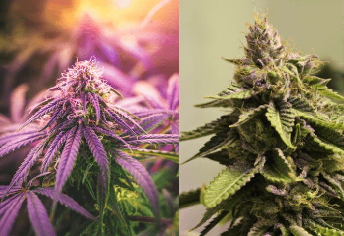 cannabis flowers