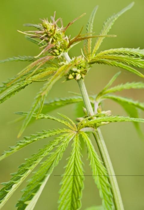 cannabis ruderalis