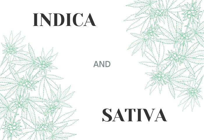 Difference Between Indica and Sativa