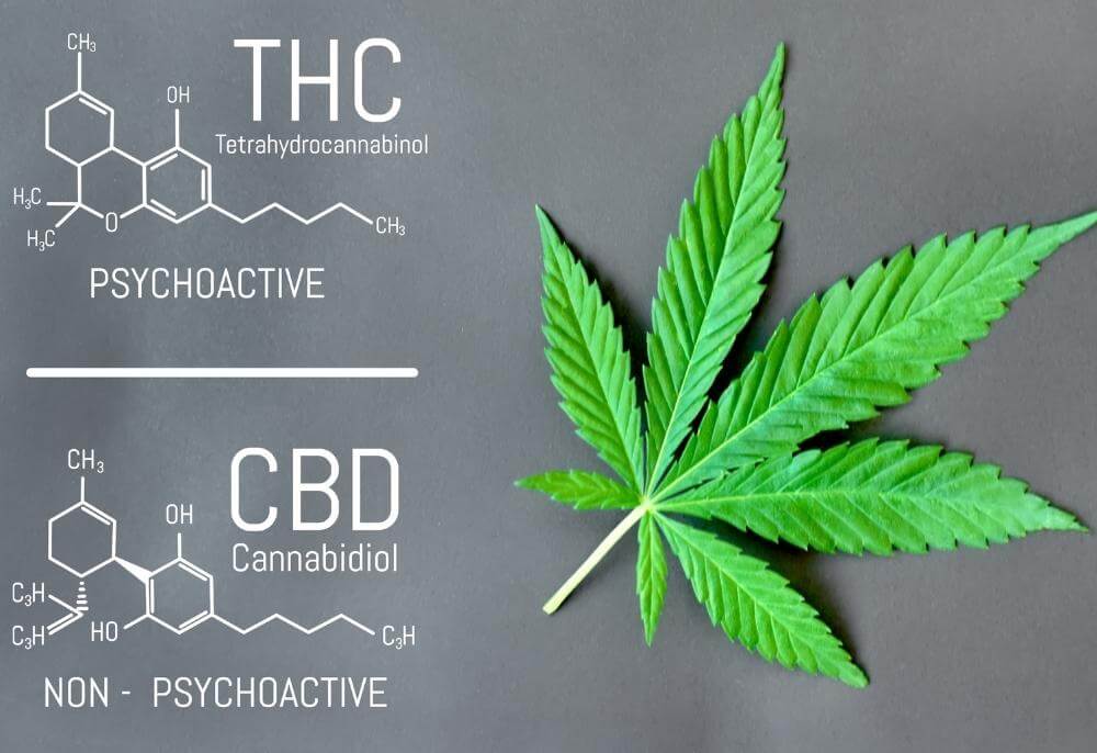 thc and cbd comparison