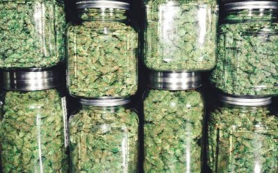 Quarter Pound in Grams? What Does it Mean in Weed Terminology?
