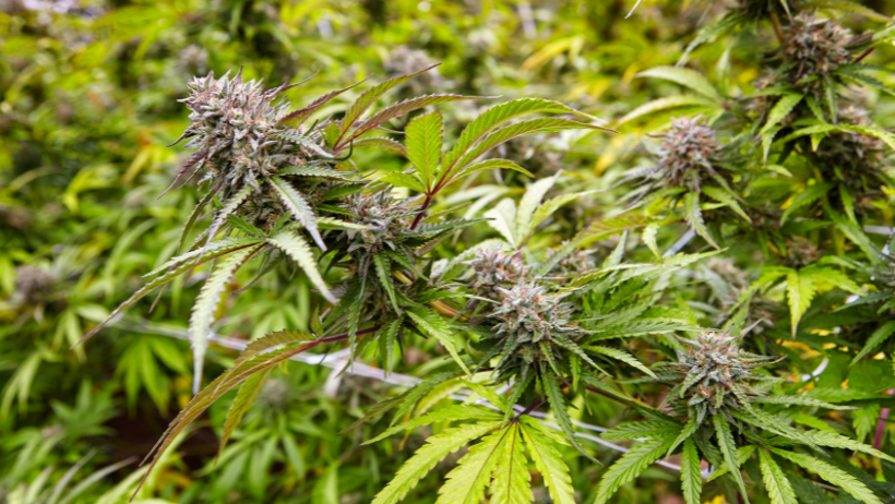 Preparing for Cannabis Cultivation