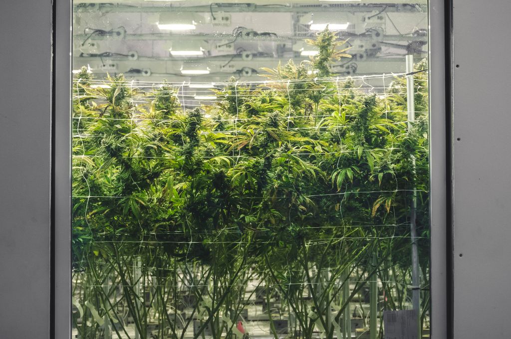 cannabis cultivation practice, understanding advanced growing techniques